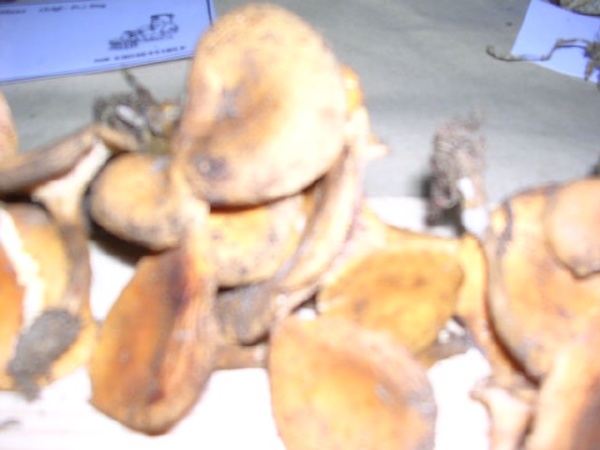 CANTHARELLUS CIBARIUS